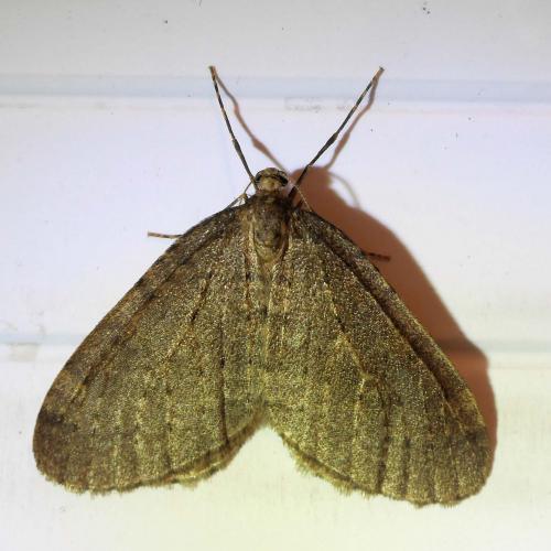 Réf. 272 937 : Operophtera brumata